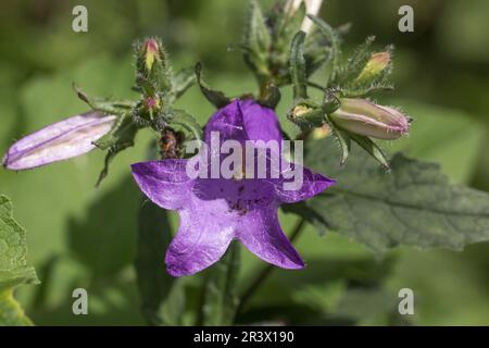 Campanula trachlium, communément connu sous le nom de fleur de bois de charanon Banque D'Images
