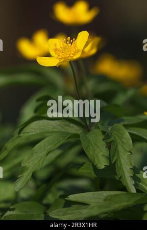 Anemone ranunculides, connue sous le nom d'anemone jaune, anémone jaune des bois Banque D'Images