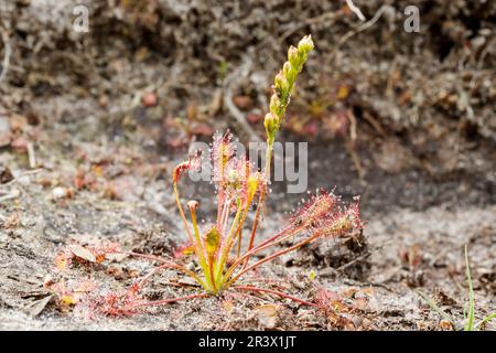 Drosera intermedia, connu sous le nom de sodo oblong-leaved, sundo Spoonleaf, sundo spatulate leaved Banque D'Images