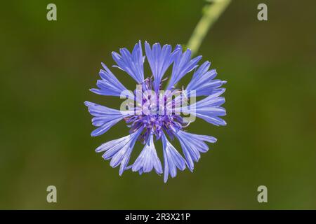 Centaurea cyanus (Cyanus segetum), Kornblume - Centaurea cyanus (Cyanus segetum) panier fleur, bleuet Banque D'Images