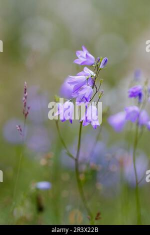 Campanula rotundifolia, subsp. Rotundifolia, connue sous le nom de Meadowbell, Harelell, Bluebell, Bellflower Banque D'Images