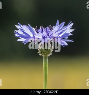 Centaurea cyanus (Cyanus segetum). connu sous le nom de fleur de panier, bluebottle (fleur simple) Banque D'Images