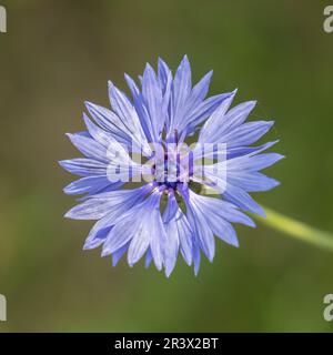 Centaurea cyanus (Cyanus segetum), Kornblume - Centaurea cyanus (Cyanus segetum) panier fleur, bleuet Banque D'Images