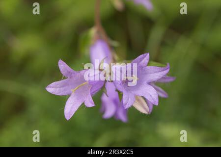 Campanula trachlium, communément connu sous le nom de fleur de bois de charanon Banque D'Images