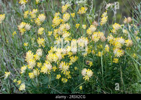 Anthyllis vulneraria, connu sous le nom de rénain, Woundwort, rénain commun vetch Banque D'Images
