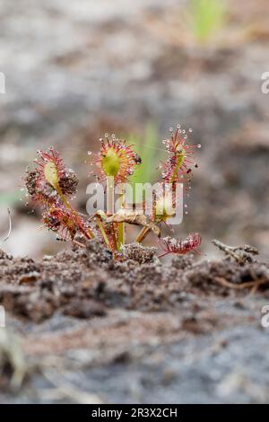 Drosera intermedia, connu sous le nom de sodo oblong-leaved, sundo Spoonleaf, sundo spatulate leaved Banque D'Images