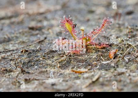 Drosera intermedia, connu sous le nom de sodo oblong-leaved, sundo Spoonleaf, sundo spatulate leaved Banque D'Images