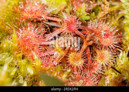 Drosera intermedia, connu sous le nom de sodo oblong-leaved, sundo Spoonleaf, sundo spatulate leaved Banque D'Images