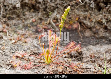 Drosera intermedia, connu sous le nom de sodo oblong-leaved, sundo Spoonleaf, sundo spatulate leaved Banque D'Images