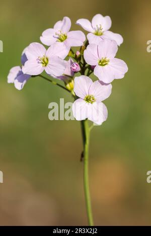 Cardamine pratensis, connue sous le nom de Cuckoo Flower, Lady's Smock, Fen Cuckoo-Flower, American Cuckoo-Flower Banque D'Images