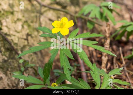 Anemone ranunculides, connue sous le nom d'anemone jaune, anémone jaune des bois Banque D'Images