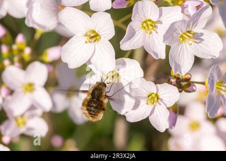 Cardamine pratensis, connue sous le nom de fleur de coucou, le masock de Dame, Fen cuckoo-fleur avec humblefly Banque D'Images