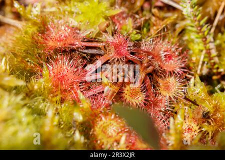 Drosera rotundifolia, connue sous le nom de soda commune, soda à feuilles rondes, Allemagne Banque D'Images