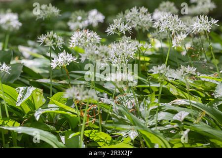Allium ursinum, connu Ramson, Ramsons, ail en bois, Buckrams, Poireau, ail de l'ours Banque D'Images