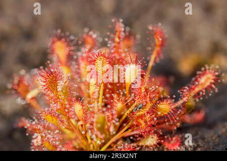 Drosera intermedia, connu sous le nom de sodo oblong-leaved, sundo Spoonleaf, sundo spatulate leaved Banque D'Images