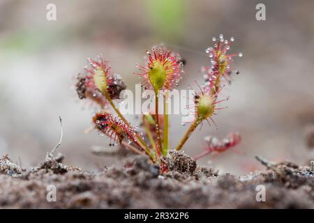 Drosera intermedia, connu sous le nom de sodo oblong-leaved, sundo Spoonleaf, sundo spatulate leaved Banque D'Images