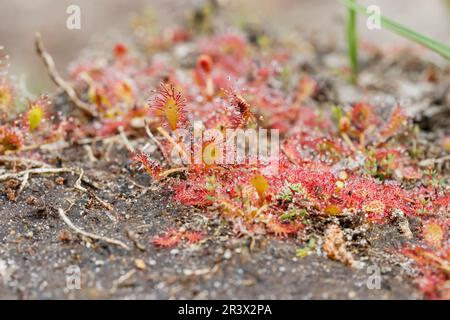 Drosera intermedia, connu sous le nom de sodo oblong-leaved, sundo Spoonleaf, sundo spatulate leaved Banque D'Images