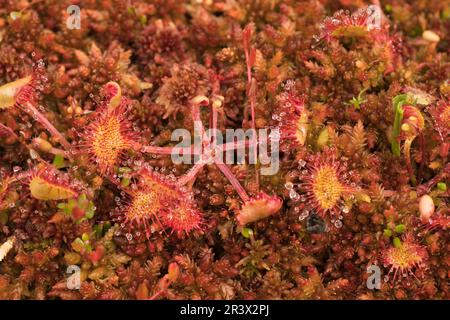 Drosera rotundifolia, connue sous le nom de soda commun, soda à feuilles rondes Banque D'Images