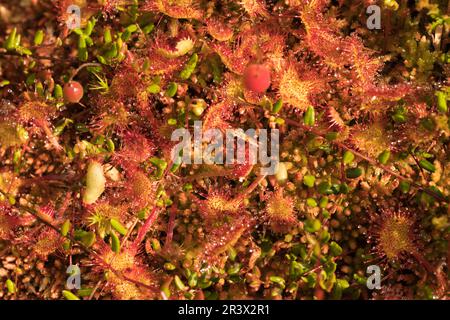 Drosera rotundifolia, connue sous le nom de soda commun, soda à feuilles rondes Banque D'Images