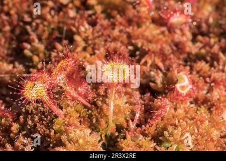 Drosera rotundifolia, connue sous le nom de soda commun, soda à feuilles rondes Banque D'Images