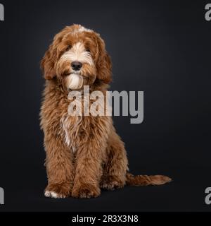 Mignon rouge avec le chien blanc Labradoodle mâle, assis face à l'avant. En regardant vers l'appareil photo. Isolé sur un fond noir. Banque D'Images