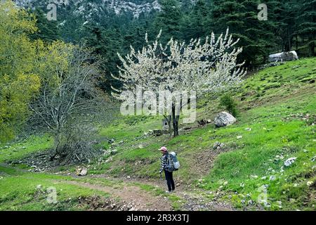 Le printemps, les amandiers fleurissent sur la voie lycienne, la Turquie de Saribelen Banque D'Images