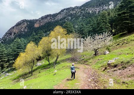 Le printemps, les amandiers fleurissent sur la voie lycienne, la Turquie de Saribelen Banque D'Images