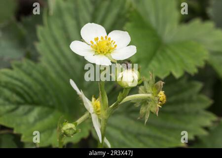 Fragaria vesca, connue sous le nom de fraise sauvage, fraise forestière Banque D'Images