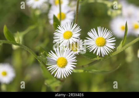 Erigeron annuus, connu sous le nom de Fleabane annuelle, Daisy Fleabane, fleabane orientale Banque D'Images