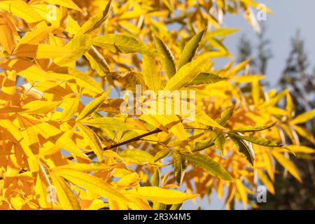 Carya cordiformis, connu sous le nom de Bitternut hickory et Swamp hickory en automne Banque D'Images