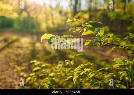 Des poutres de soleil se diffusent à travers les pins et éclairent le jeune feuillage vert sur les buissons de la forêt de pins au printemps. Banque D'Images