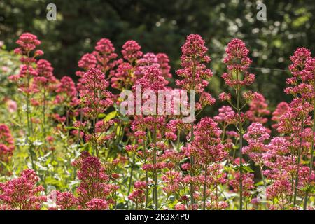 Centranthus ruber, communément connu sous le nom de valériane rouge, Spur valériane Banque D'Images