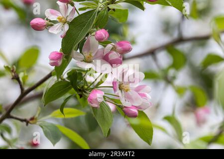 Malus sieversii, syn. Malus turkmenorum, pomme sauvage au printemps Banque D'Images