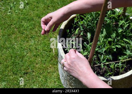 Une femme blanche lie une ficelle autour des piquets de bambou pour former un wigwam dans un pot de plantes rempli de semis de pois doux dans le Yorkshire, en Angleterre. Banque D'Images