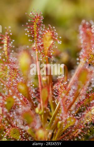 Drosera intermedia, connu sous le nom de sodo oblong-leaved, sundo Spoonleaf, sundo spatulate leaved Banque D'Images