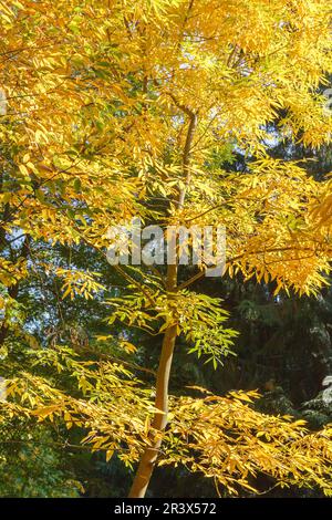 Carya cordiformis, connu sous le nom de Bitternut hickory et Swamp hickory en automne Banque D'Images