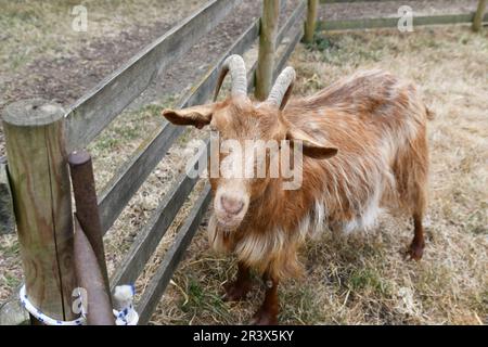 Golden Guernesey Goat à Baylham House rare races Farm, Suffolk, Royaume-Uni Banque D'Images