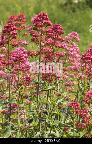 Centranthus ruber, communément connu sous le nom de valériane rouge, Spur valériane Banque D'Images