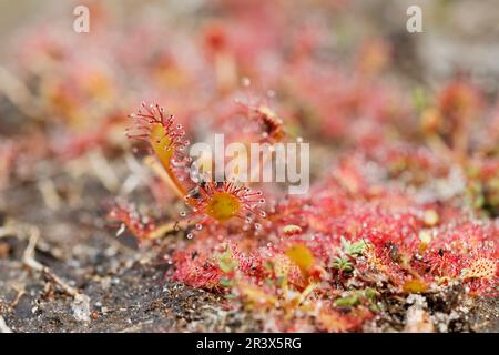 Drosera intermedia, connu sous le nom de sodo oblong-leaved, sundo Spoonleaf, sundo spatulate leaved Banque D'Images