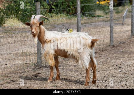 Golden Guernesey Goat à Baylham House rare races Farm, Suffolk, Royaume-Uni Banque D'Images