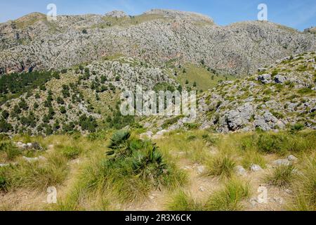 Mola de sEsclop, 929 mts, y coma des Voltors, Finca Pública Galatzó, Calvia, Majorque, iles baléares, espagne, europe. Banque D'Images