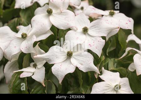 Cornus kousa, connu sous le nom de cornouiller de Kousa, cornouiller à fleurs japonais Banque D'Images