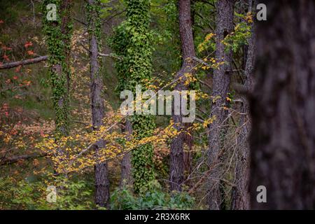 Parque Natural de Valderejo , municipio de Valdegovía, Alava, País Vasco, Espagne. Banque D'Images