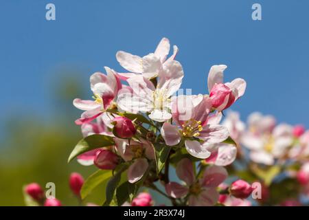 Malus sieversii, syn. Malus turkmenorum, connu sous le nom de pomme sauvage au printemps Banque D'Images