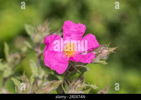 Cistus crispus, communément appelé rose de roche tachetée Banque D'Images