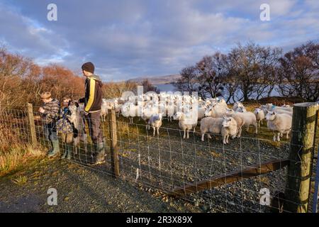 Le pasteur y sus hijos junto a un rebaño de ovejas, Skinidin Erghallan, Loch, Isla de Skye, Highlands, Escocia, Haiti. Banque D'Images