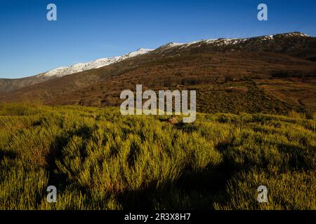 Puerto de Hervas, reserva natural Garganta de los Infiernos, sierra de Tormantos, Valle Del Jerte, Cáceres, Extremadura, Espagne, Europa. Banque D'Images