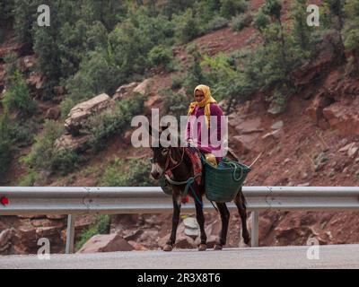 Berber femme à cheval d'un âne, ait Blal, province d'azilal, chaîne de montagnes de l'Atlas, maroc, afrique. Banque D'Images