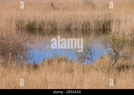 Parque Natural de la Albufera de Mallorca, Prat de Son Serra, Majorque, Iles Baléares, Espagne, Europe. Banque D'Images