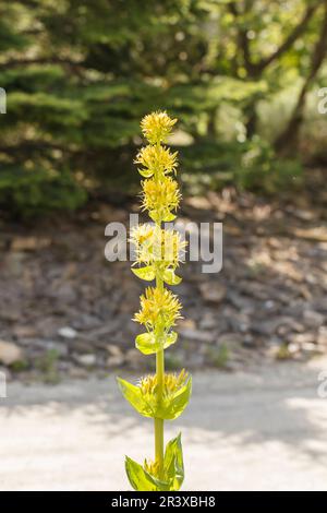 Gentiana lutea, connue sous le nom de la grande gentiane jaune, gentiane jaune, racine amère, Bittermoort Banque D'Images